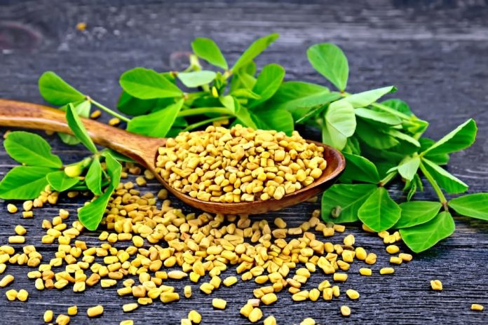 خواص برگ و روغن شنبلیله برای سلامت، درمان، پوست و مو