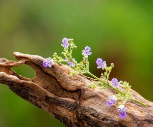 معجزه گیاه پنج انگشتی برای سلامت زنان